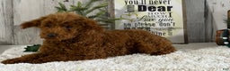 Toy Poodle dogs for sale: Popper - Ad 4