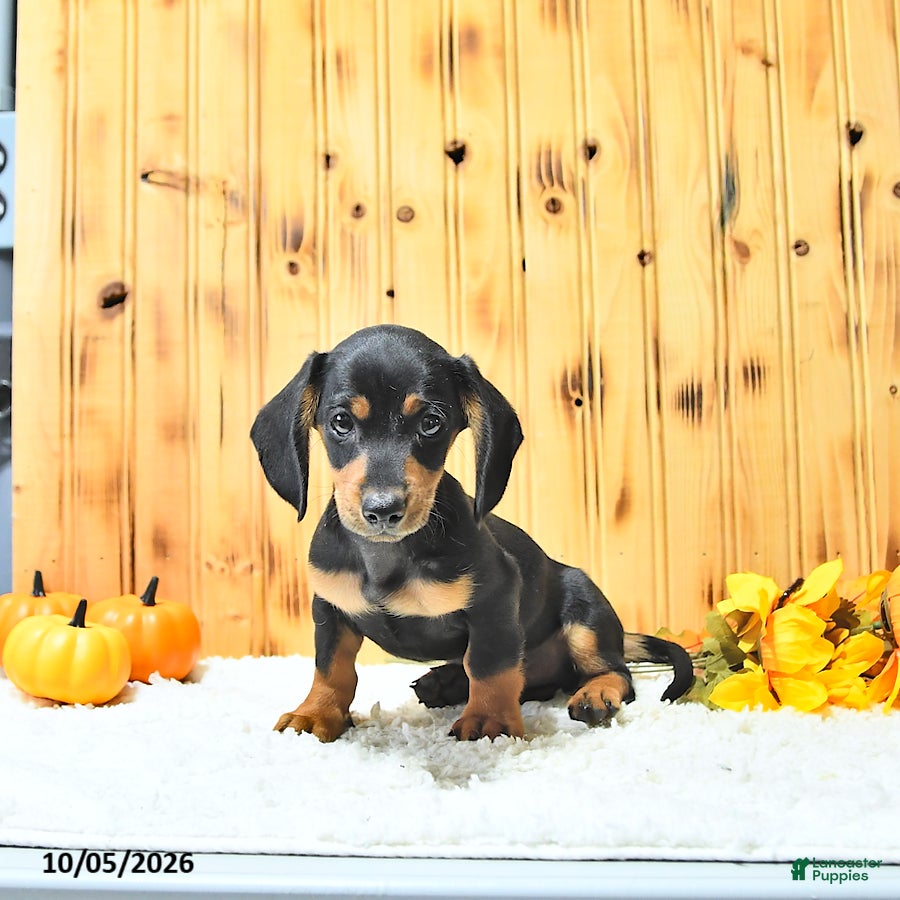 Tucker (Dachshund, Male) in Ligonier, IN