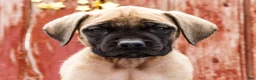 English Mastiff dogs for sale: Missy - Ad 2