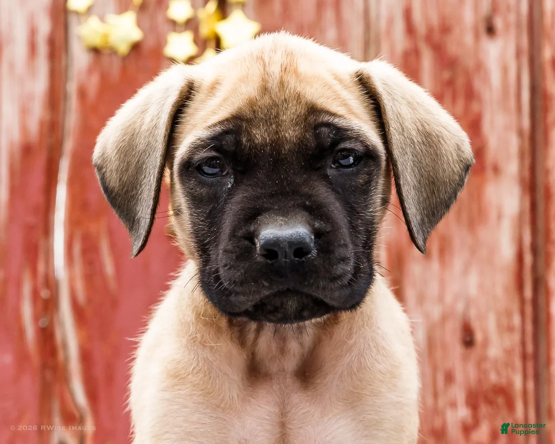 English Mastiff dogs for sale: Missy - Ad 2