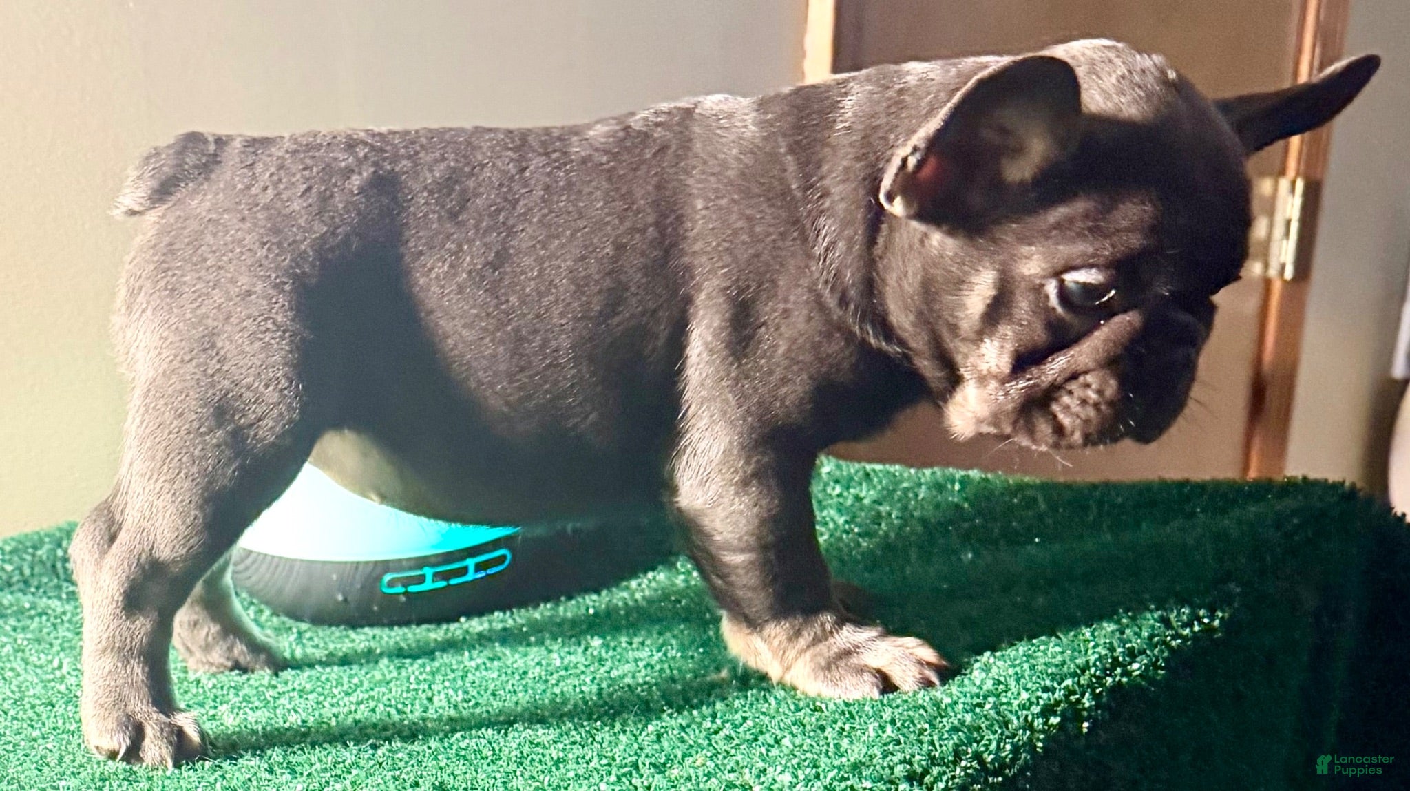 French Bulldog dogs French Bulldog 2 - Ad 2