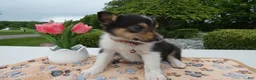 Welsh Corgi Pembroke dogs for sale: Puppy 9 Mia - Ad 4