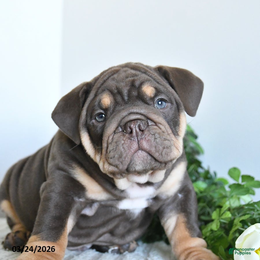 English Bulldog dogs Thunder - Ad 2