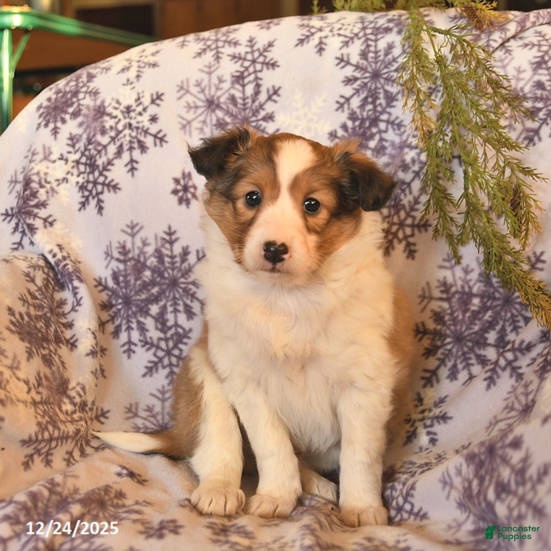 Shetland Sheepdog dogs for sale: Eve  - Ad 2