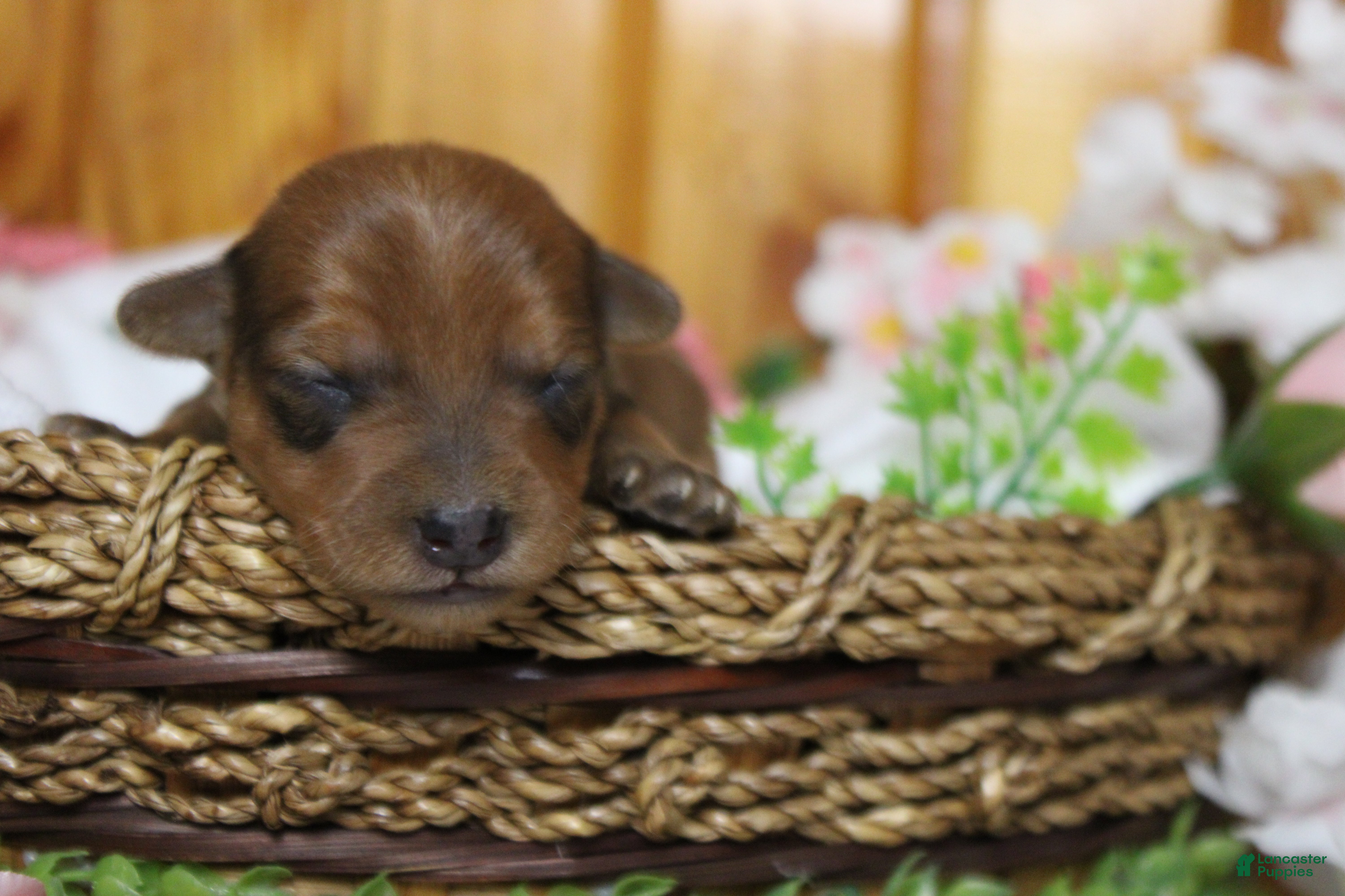 Yorkiepoo dogs Jacque  - Ad 23