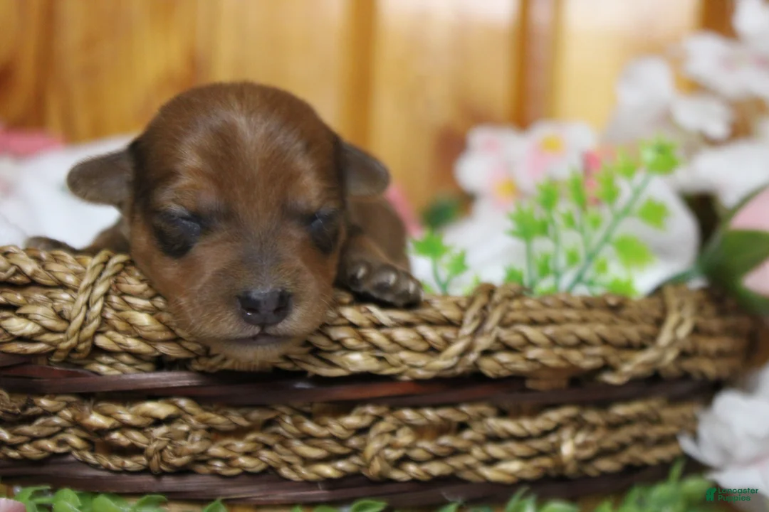 Yorkiepoo dogs for sale: Jacque  - Ad 1