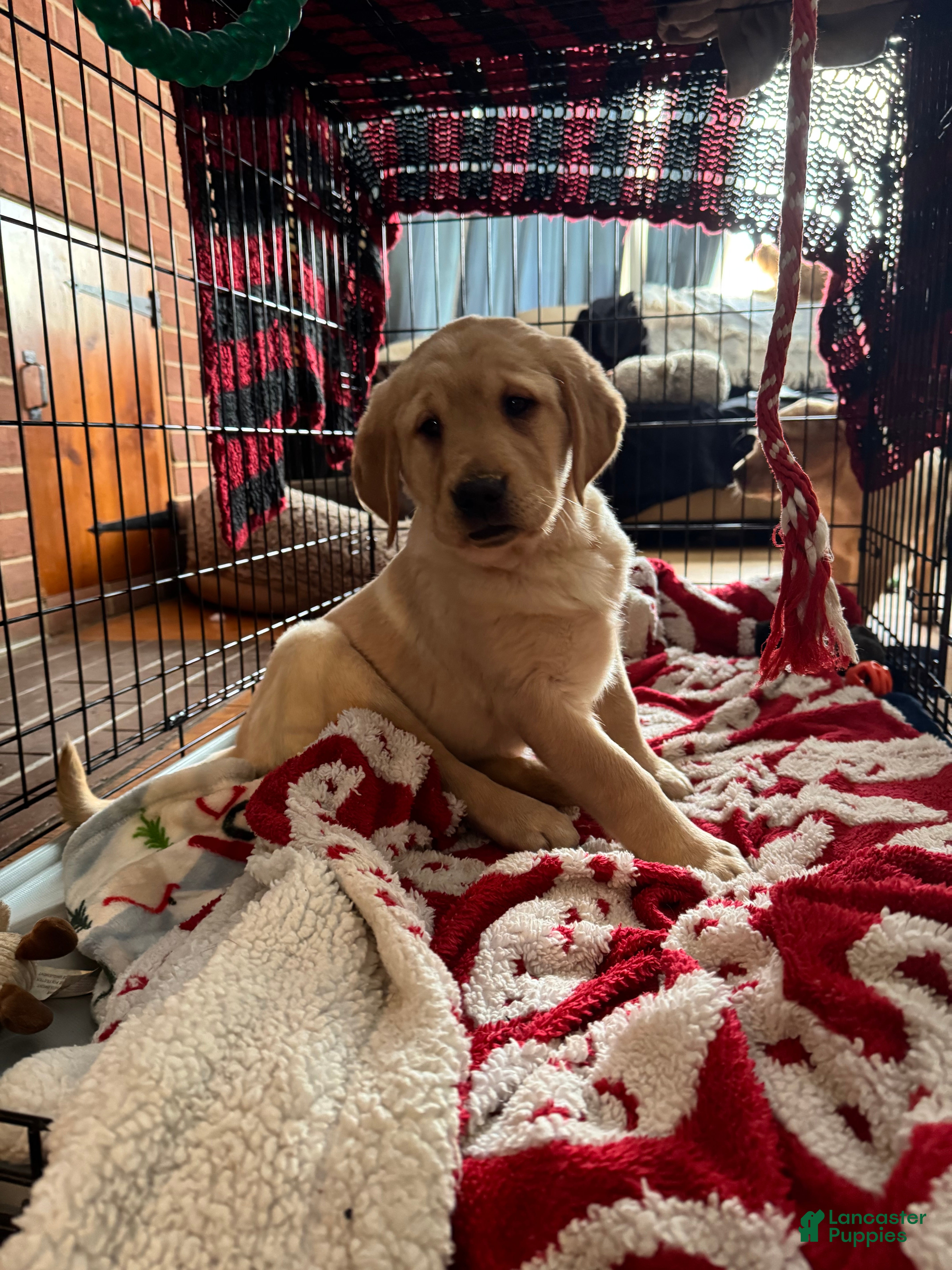 Goldador dogs Sadie - Ad 1