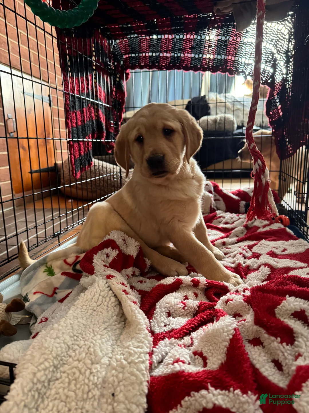 Goldador dogs for sale: Sadie - Ad 1