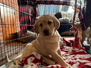 Goldador dogs Sadie - Ad 1