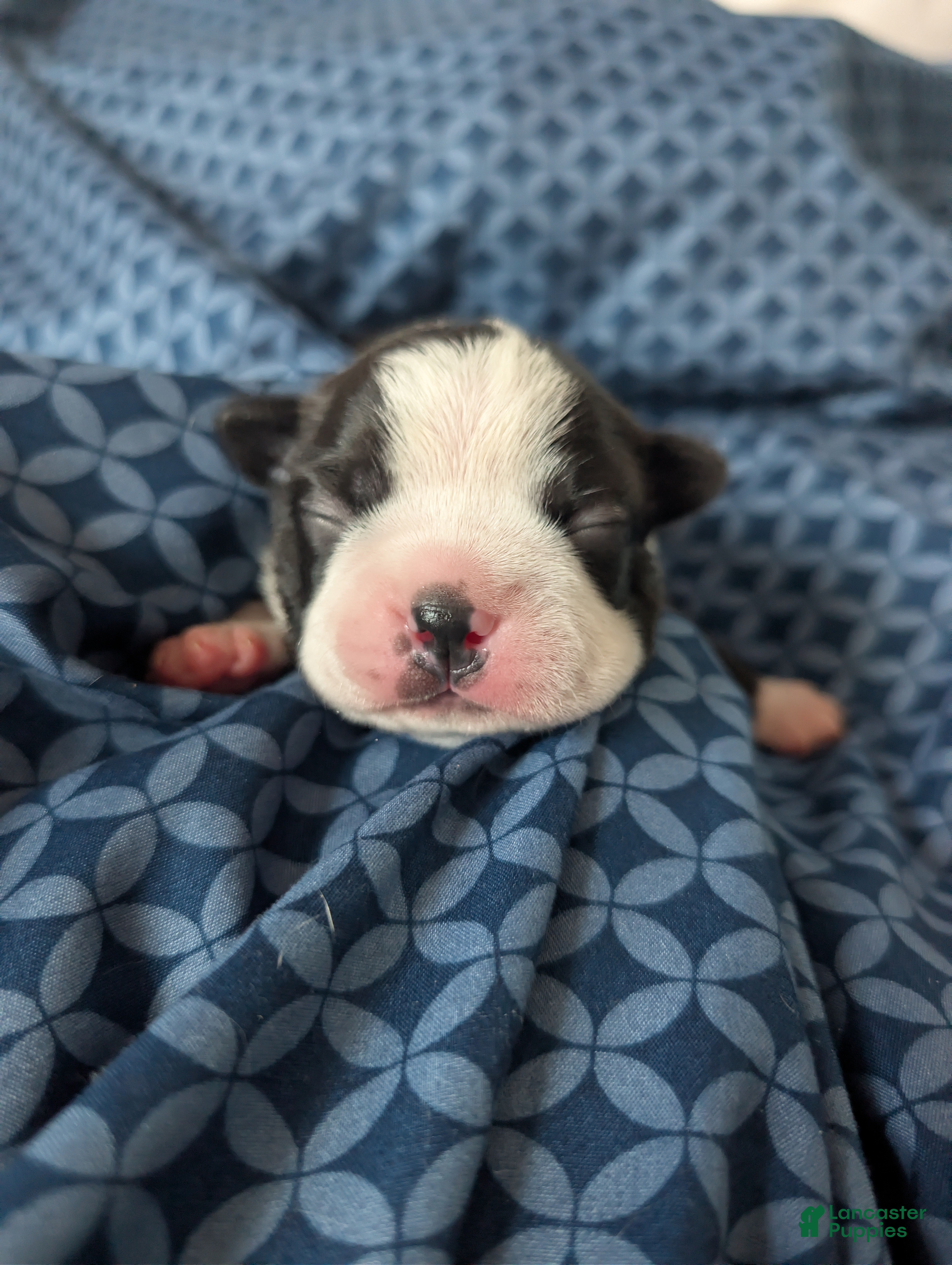 Boston Terrier dogs Tom - Ad 22