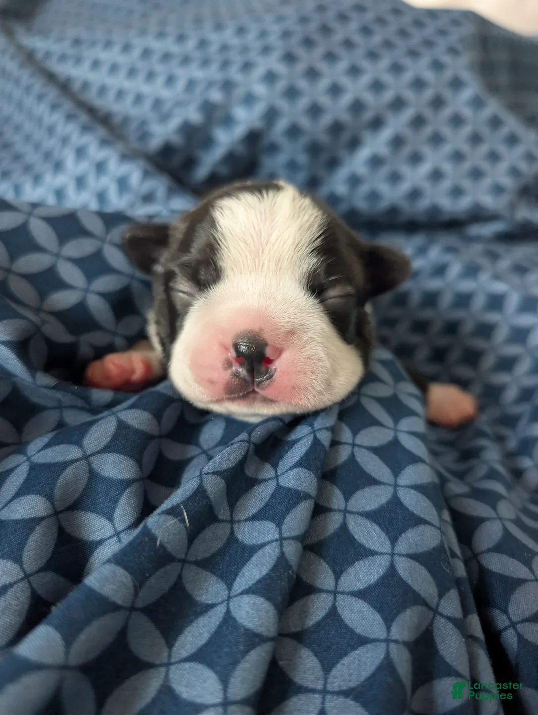 Boston Terrier dogs for sale: Tom - Ad 1