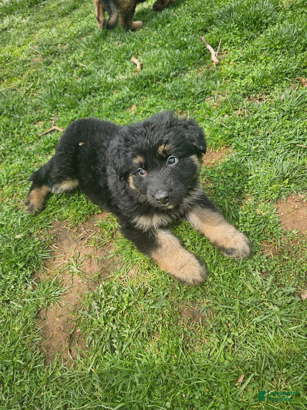 German Shepherd dogs for sale: Ranger - Ad 1