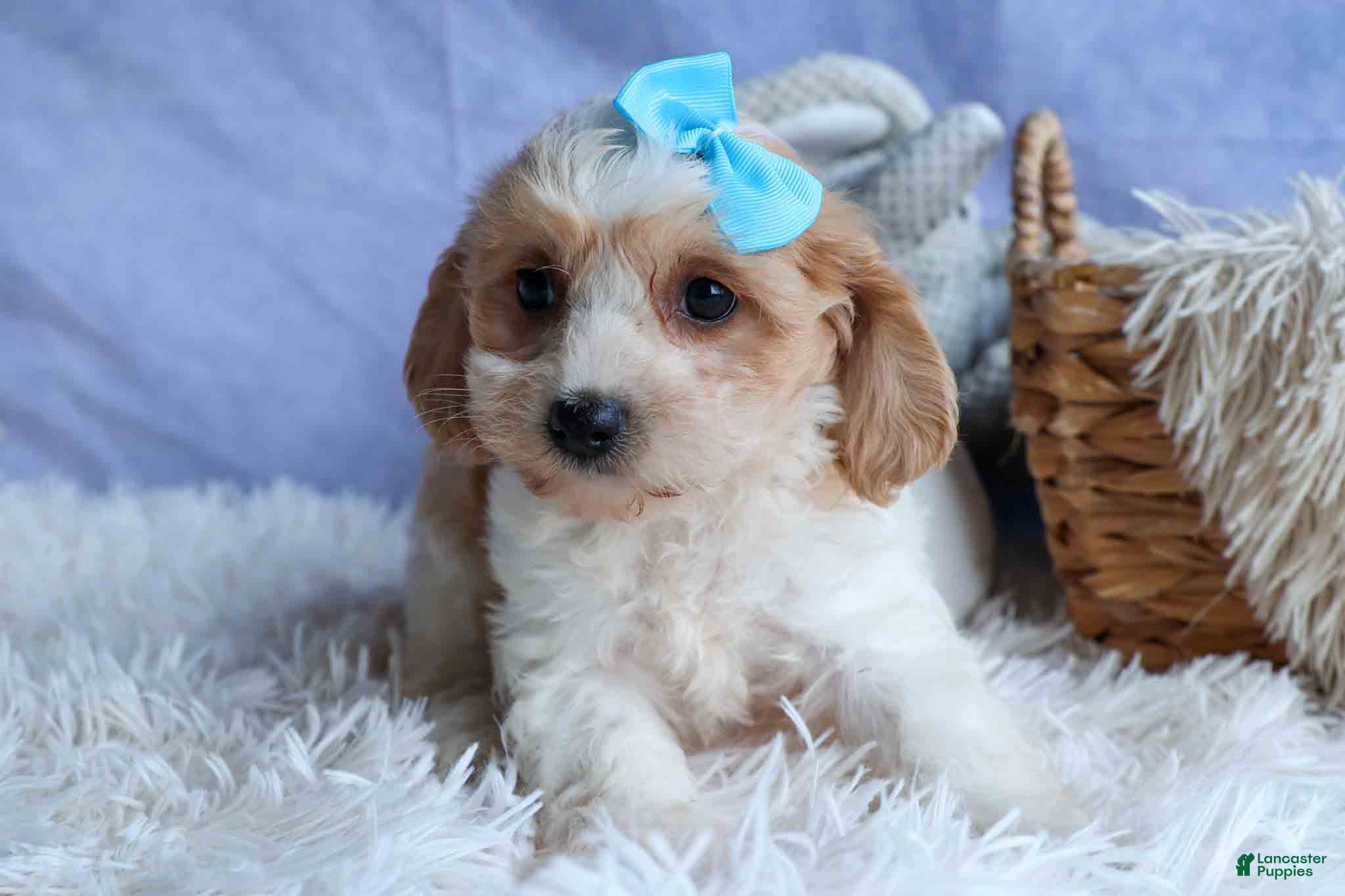Cavachon dogs RUSTY - Ad 1