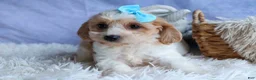 Cavachon dogs for sale: RUSTY - Ad 1