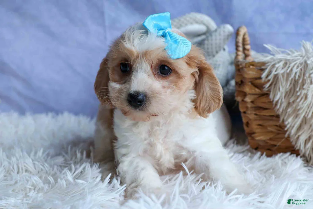 Cavachon dogs for sale: RUSTY - Ad 1