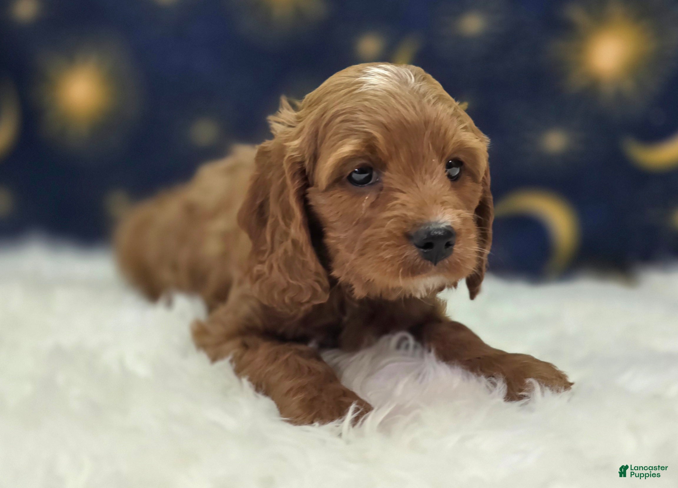 Cavapoo dogs Iceberg - Ad 29