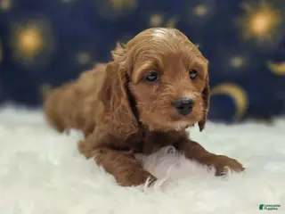 Cavapoo dogs Iceberg - Ad 29