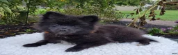 Pomeranian dogs for sale: Nicole - Ad 9