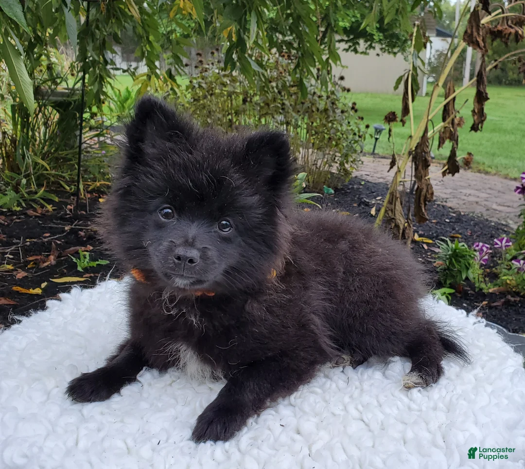 Pomeranian dogs for sale: Nicole - Ad 9