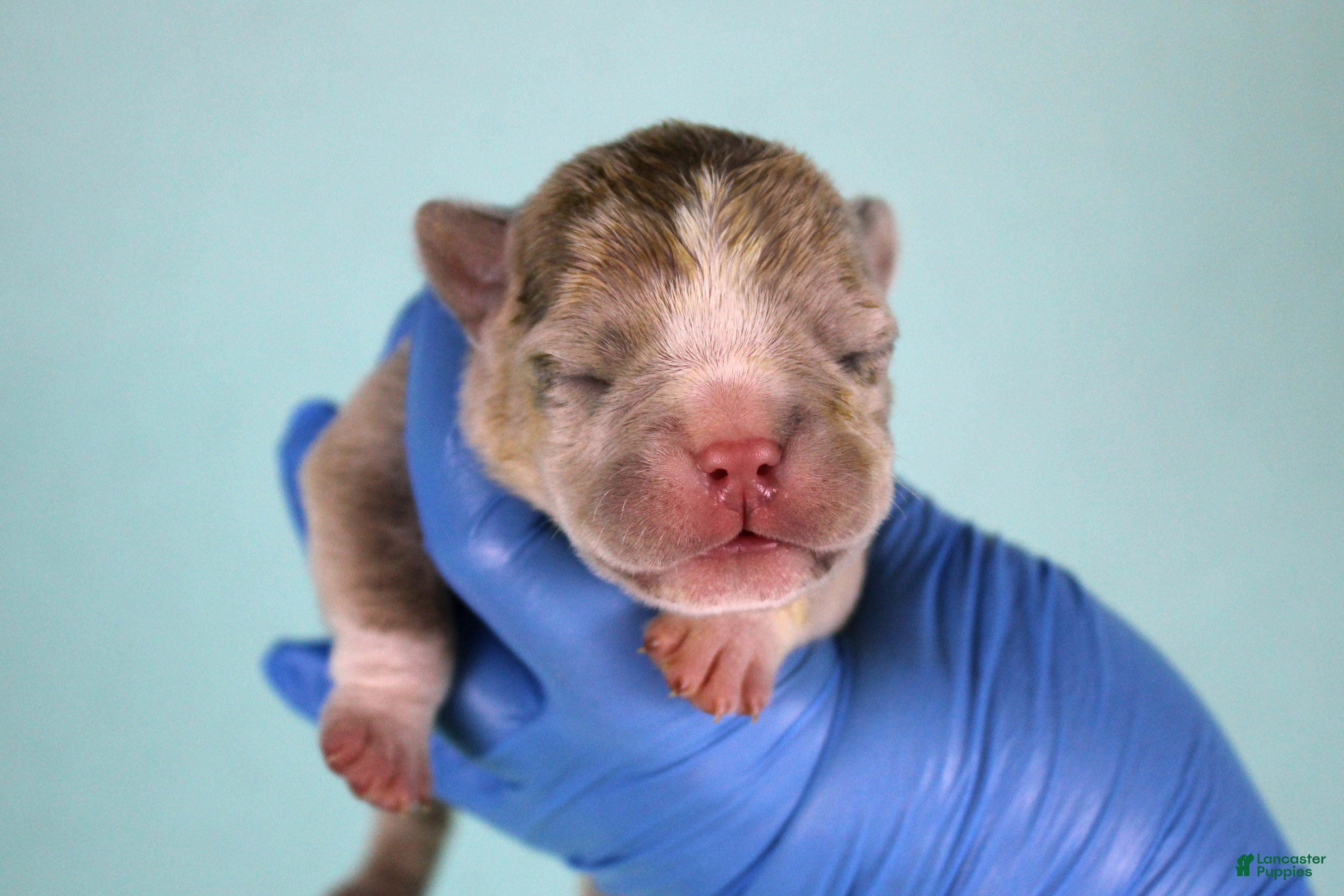 American Bully dogs Fawn Merle Female - Ad 22