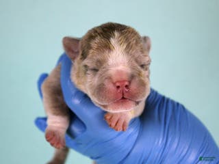 American Bully dogs Fawn Merle Female - Ad 22