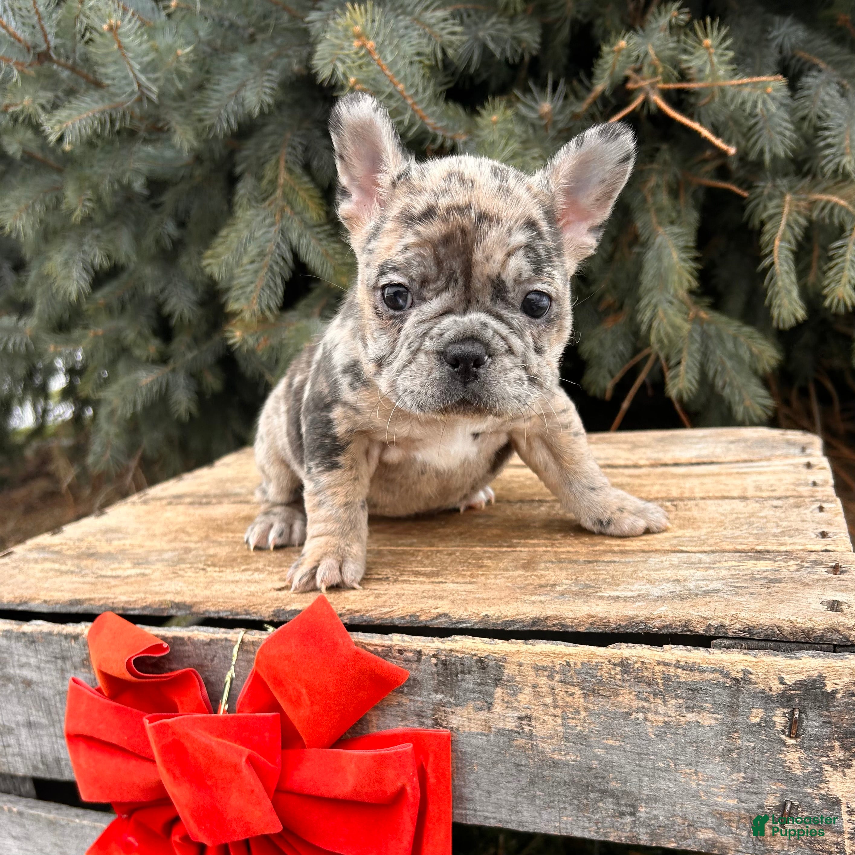French Bulldog dogs Khloe - Ad 41