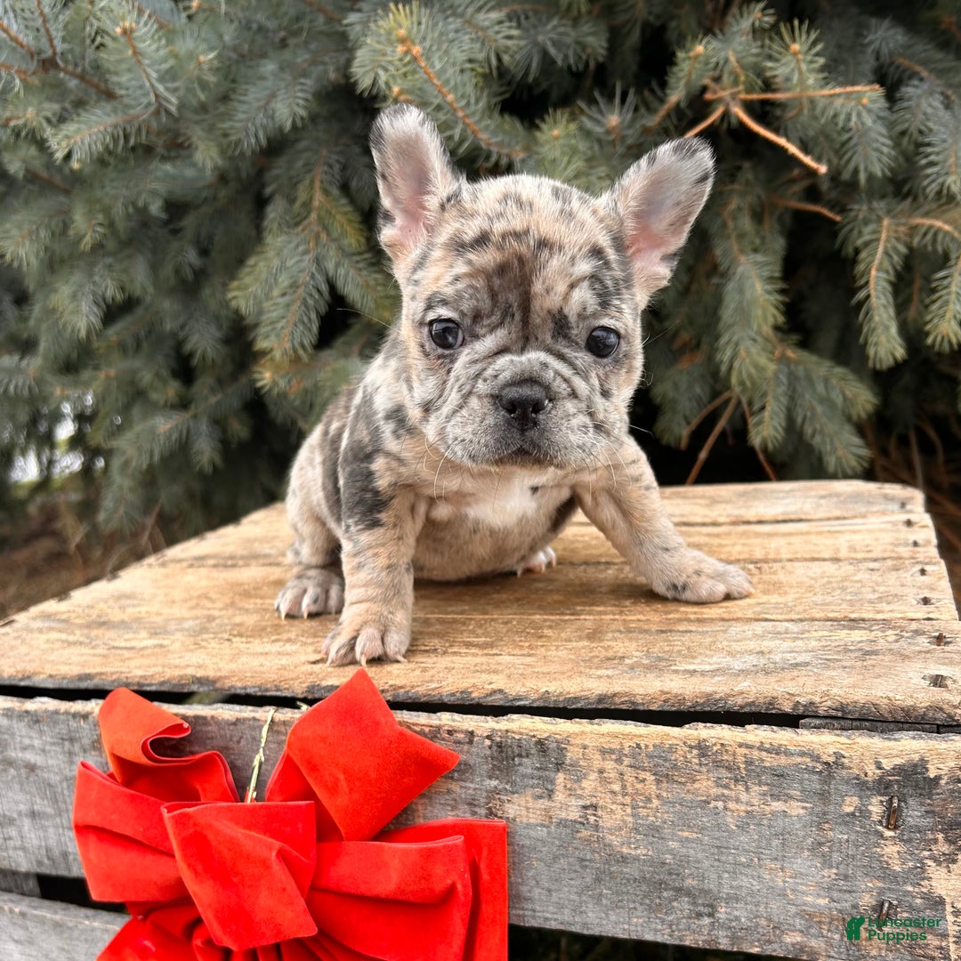French Bulldog dogs for sale: Khloe - Ad 1