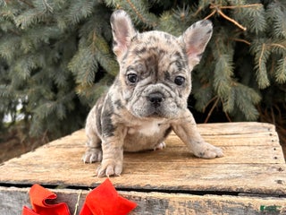 French Bulldog dogs for sale: Khloe - Ad 4