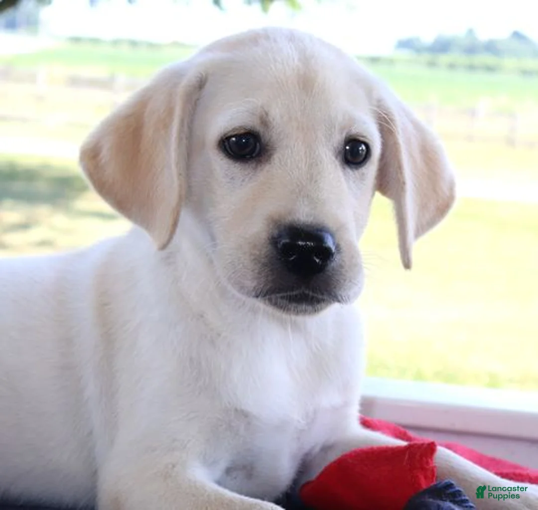 Labrador Retriever dogs for sale: Heidi  - Ad 2