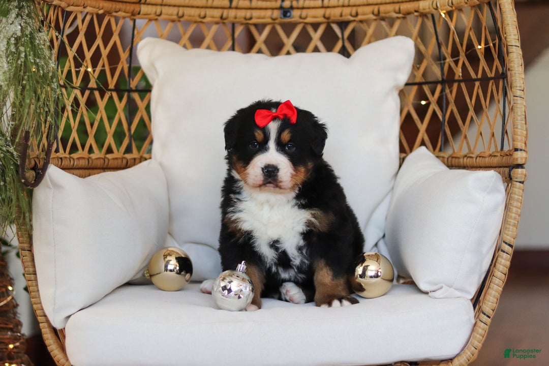 Bernese Mountain Dog dogs for sale: Princess Star - Ad 19