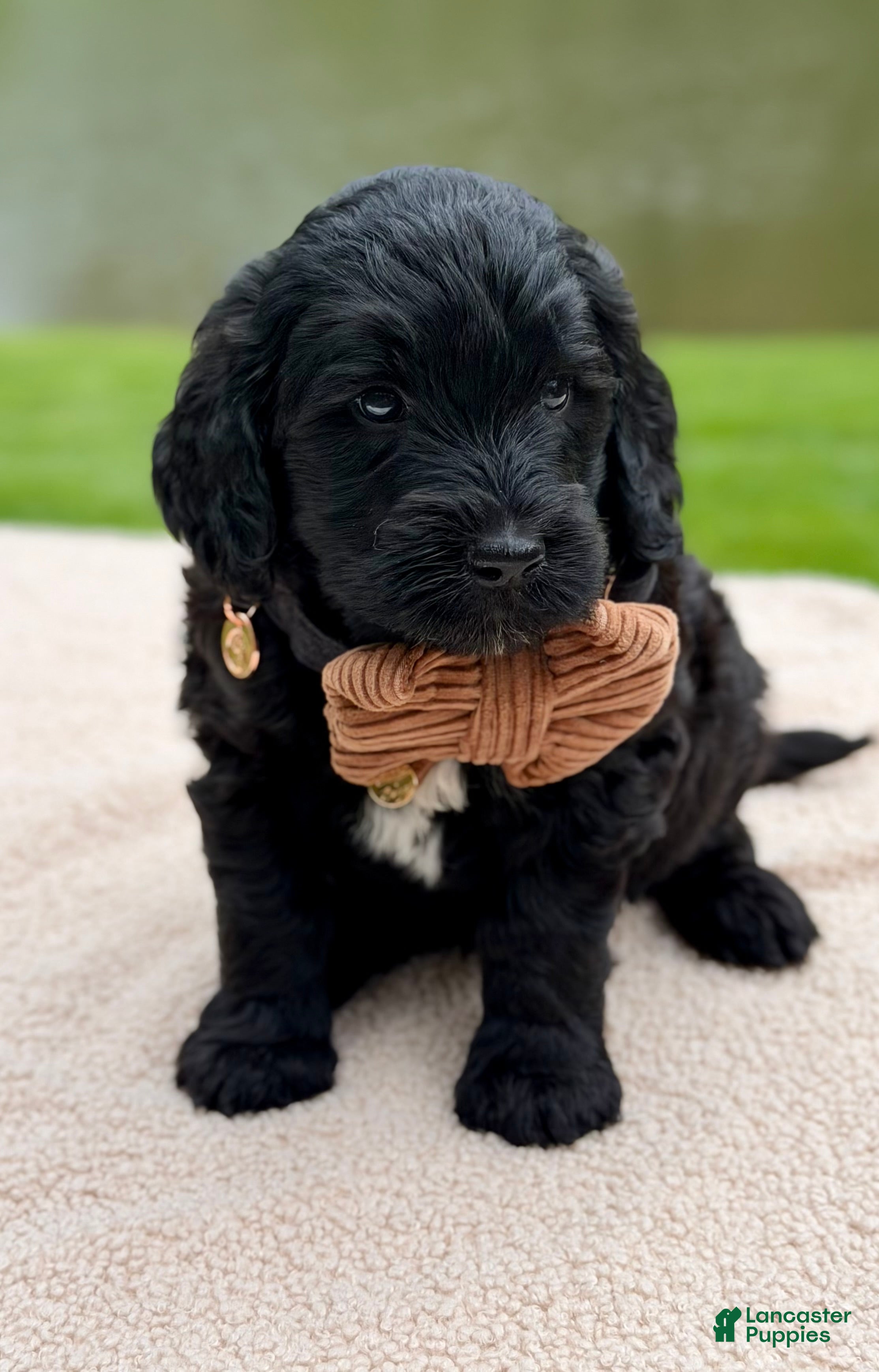 Goldendoodle dogs Bear - Ad 1
