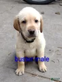 Labrador Retriever Puppy 4