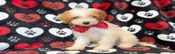 Cavapoo dogs for sale: Spike - Ad 4