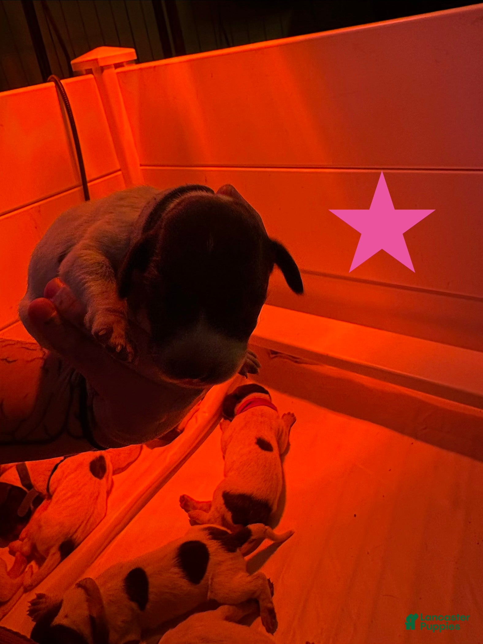 German Shorthaired Pointer dogs Rosie - Ad 5