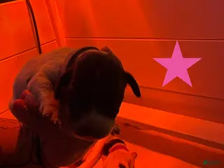 German Shorthaired Pointer dogs Rosie - Ad 7