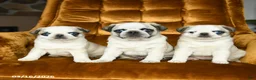 Pug dogs for sale: Macy - Ad 3