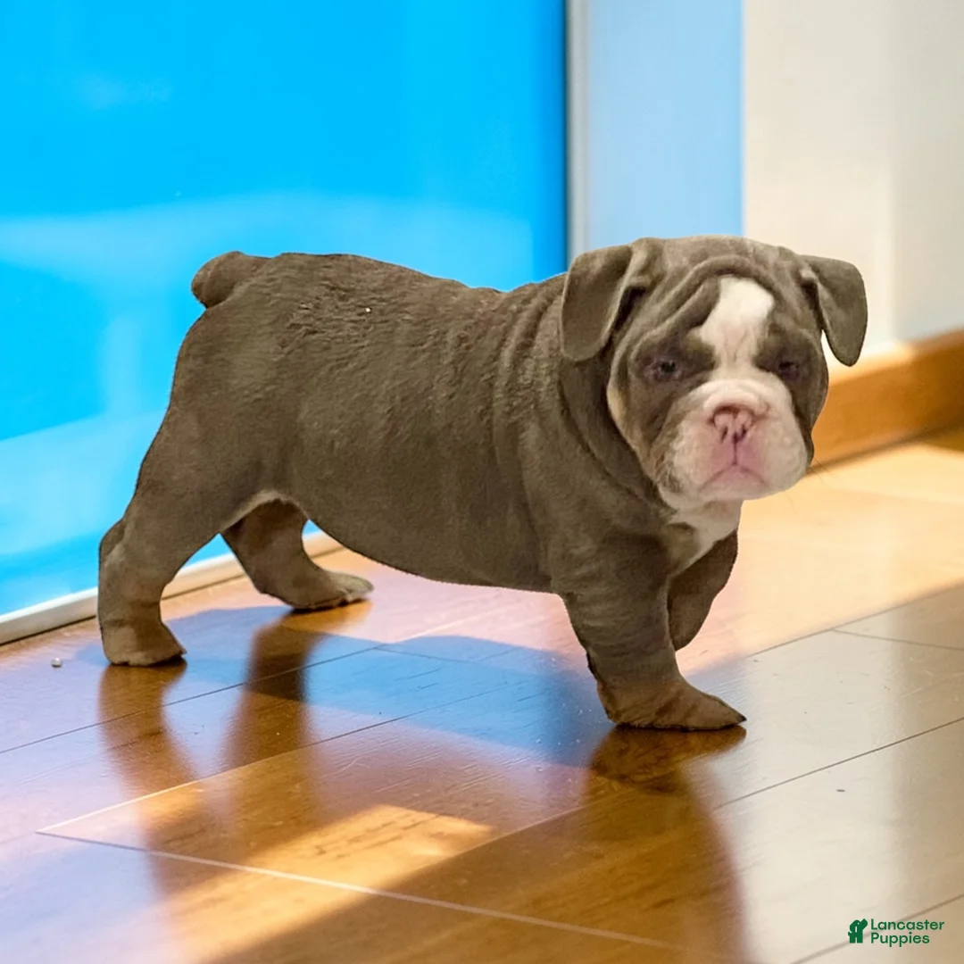 English Bulldog dogs for sale: Romeo - Ad 1