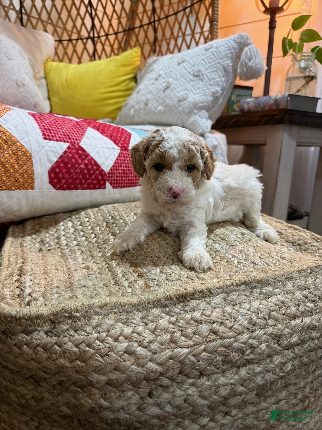 Cavapoo dogs for sale: Cooper - Ad 6
