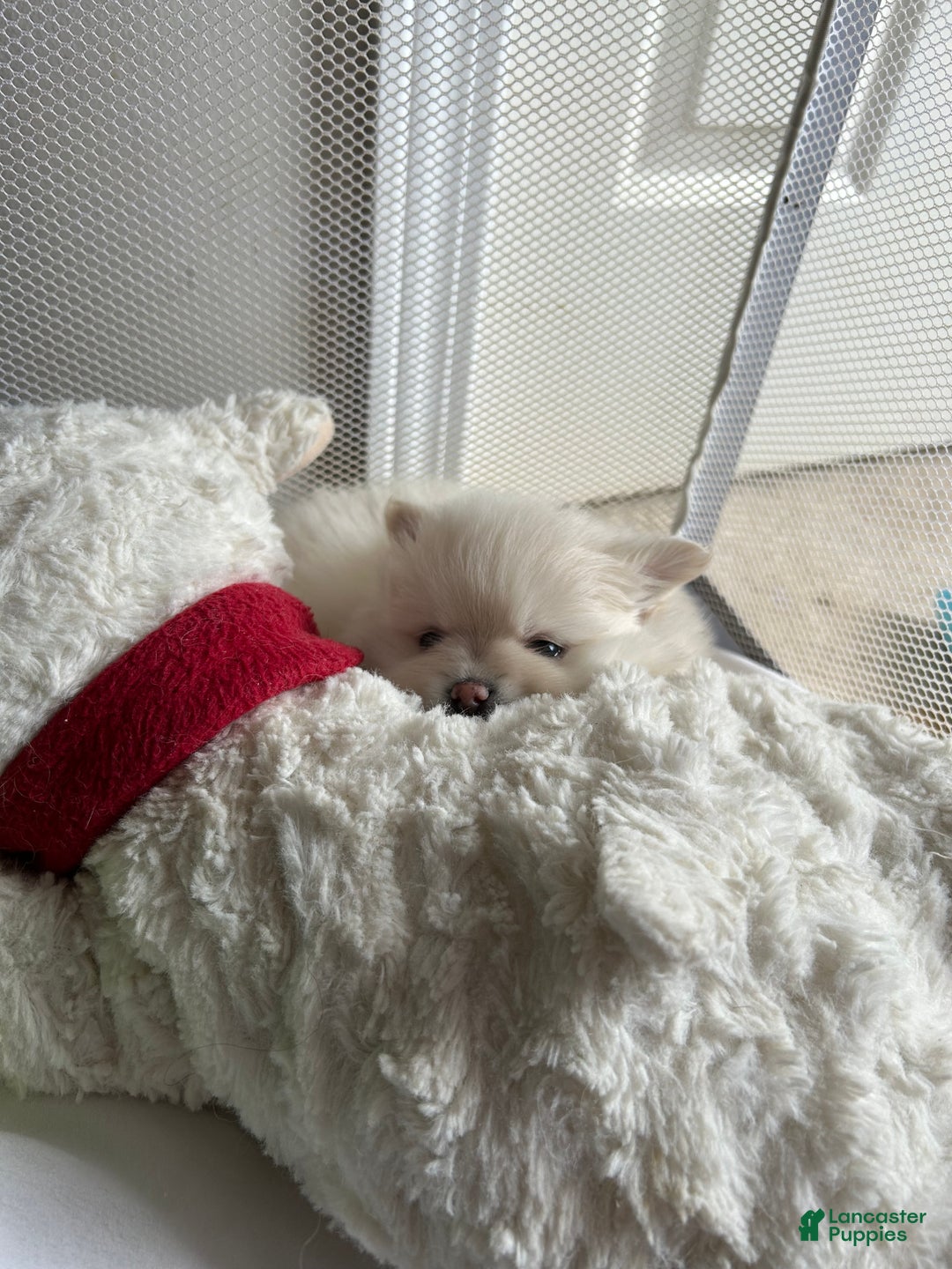Pomeranian dogs for sale: Pomeranian Puppy 2 - Ad 6