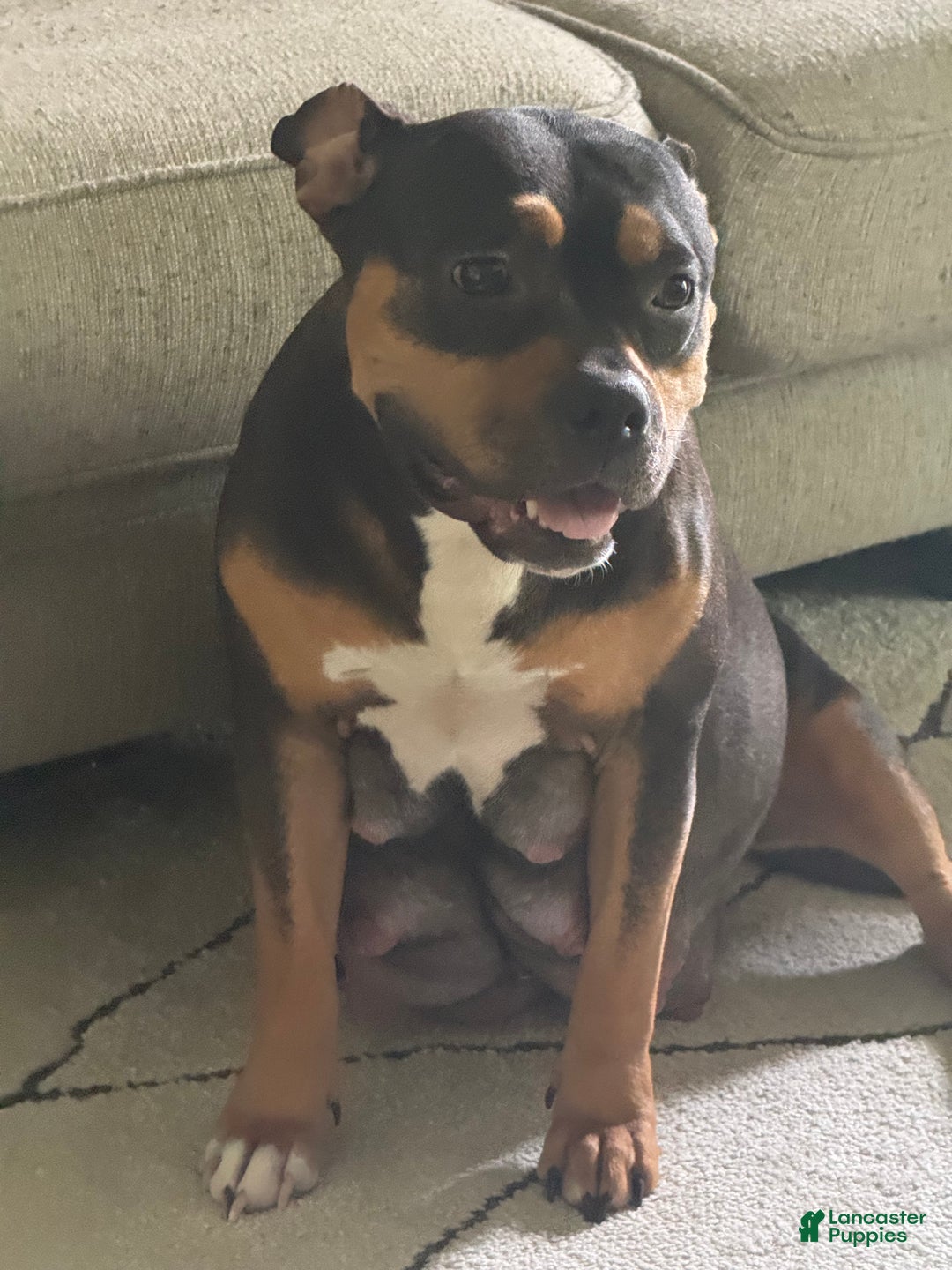 American Bully dogs for sale: American Bully Puppy 5 - Ad 2