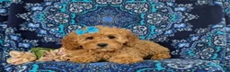 Cockapoo dogs for sale: Nyla Hypoallergenic - Ad 5