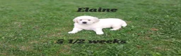 Golden Retriever dogs for sale: Elaine - Ad 4