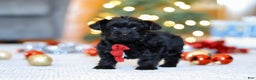 Yorkiepoo dogs for sale: Anson - Ad 3