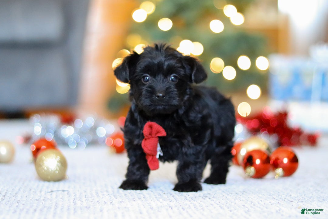 Yorkiepoo dogs for sale: Anson - Ad 3