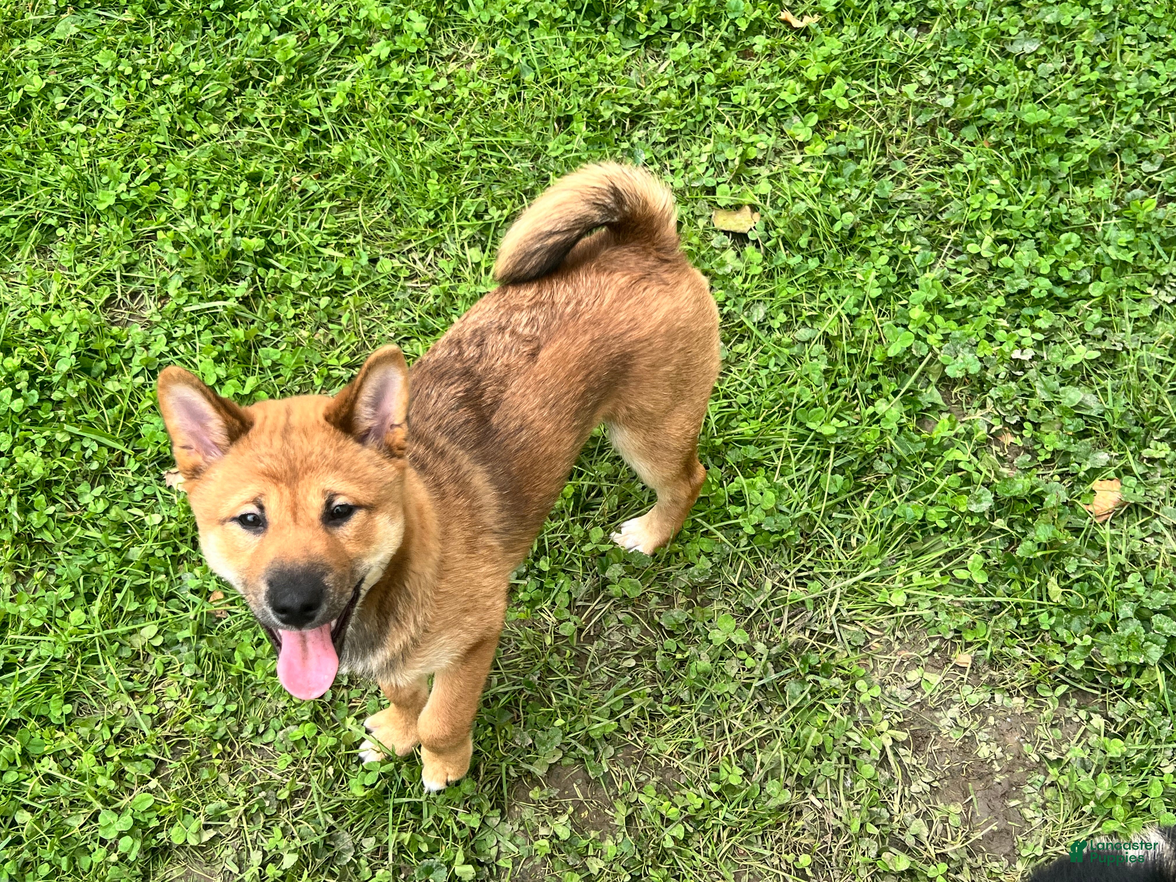 Shiba Inu dogs Zane - Ad 36