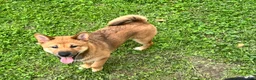 Shiba Inu dogs for sale: Zane - Ad 1