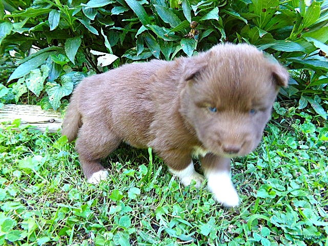Siberian Husky dogs S5 - Ad 2