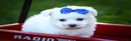 Maltese dogs for sale: Marley🐾 - Ad 4
