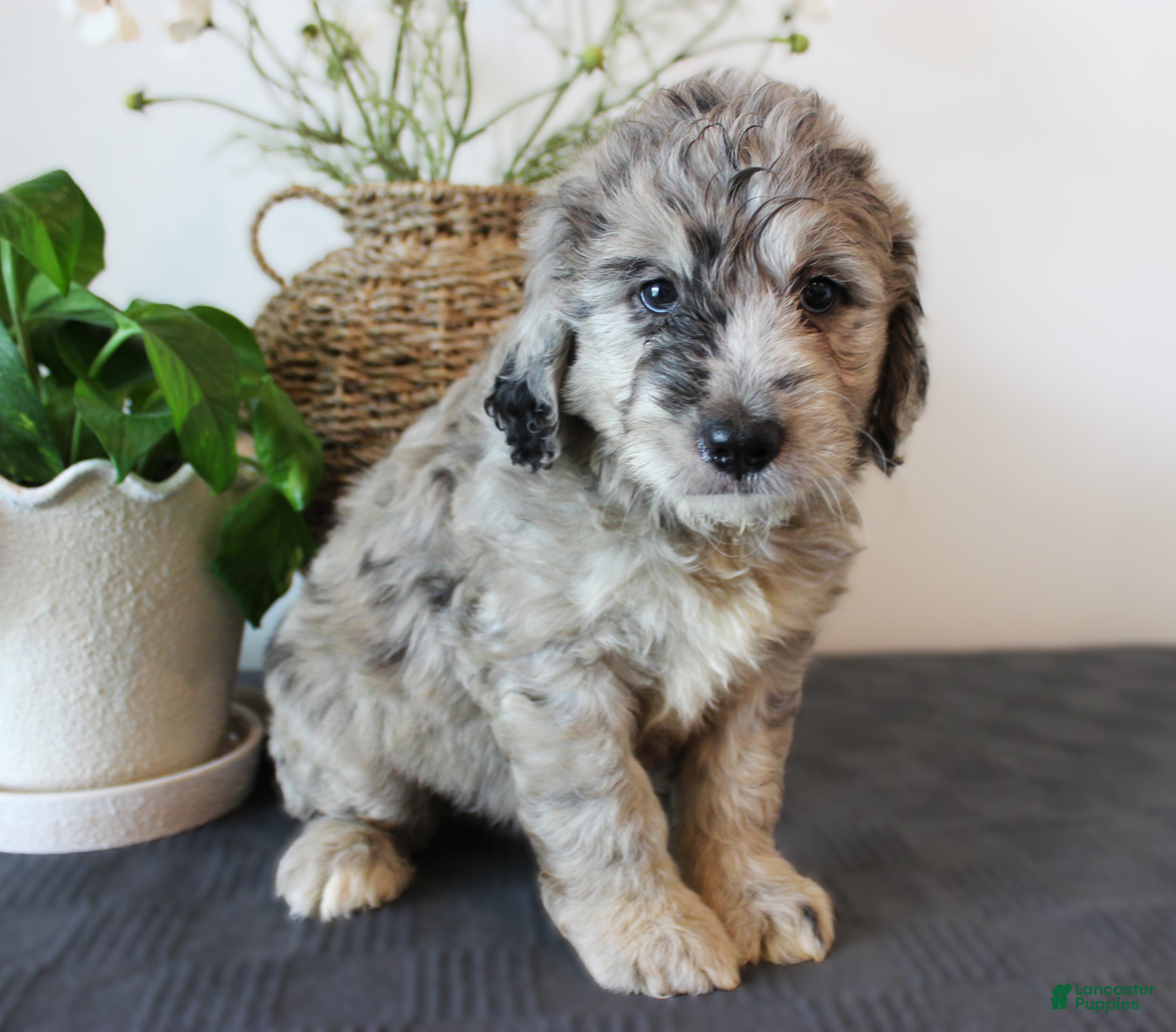 Mini Goldendoodle dogs George - Ad 1