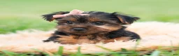 Yorkshire Terrier dogs for sale: Miki - Ad 5